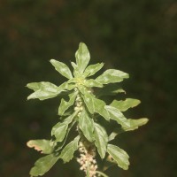 <i>Amaranthus graecizans</i>  subsp.  thellungianus  (Nevski) Gusev